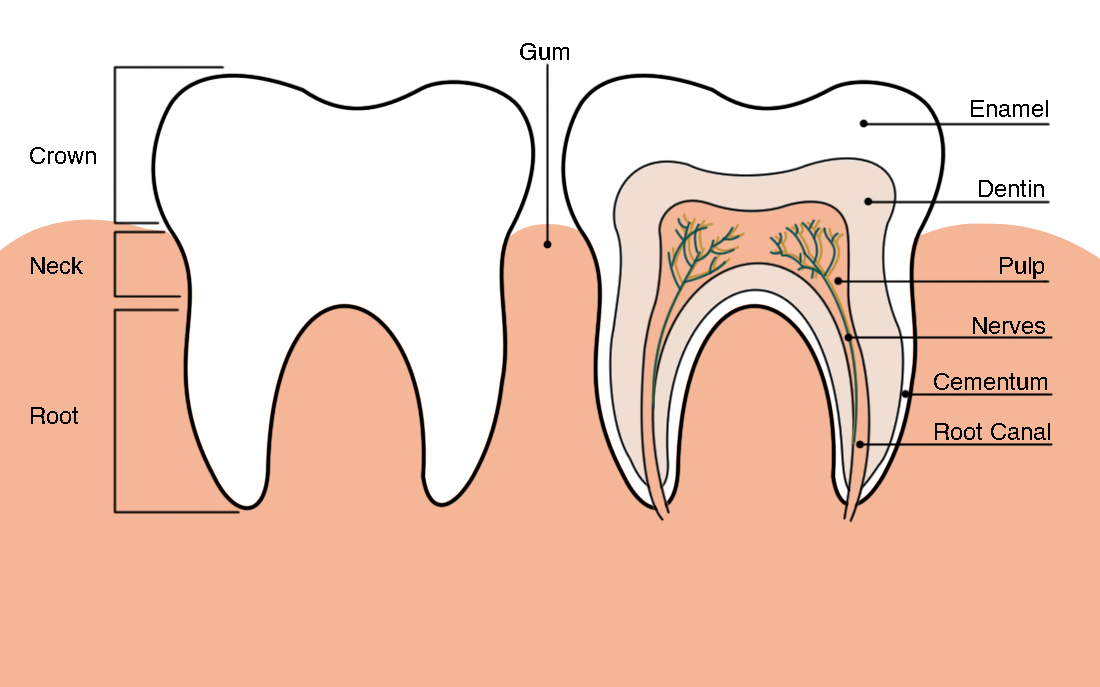 Anatomy of teeth